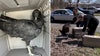 Intoxicated vultures rescued from Connecticut dumpster: 'Too drunk to fly'