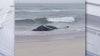 Humpback whale's cause of death revealed after washing ashore on Jersey beach
