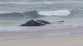 Humpback whale found dead in surf on Long Beach Island