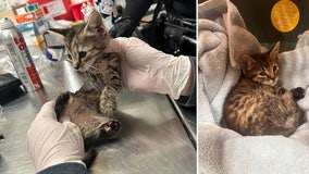 Discovery of maimed kitten leads to rescue of 38 more animals from deplorable conditions in Coatesville