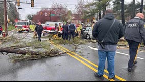 Elderly woman killed after tree falls on car in Collegeville: officials