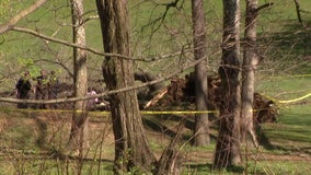 1 killed after large tree falls on golf cart in Montgomery County: officials