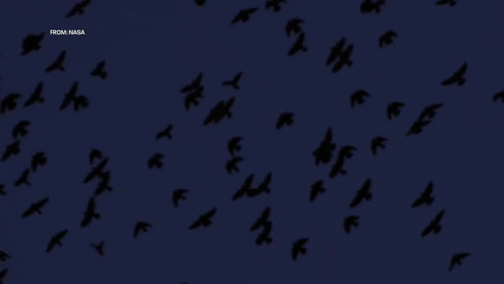 Solar eclipse 2024: How will animals react to the eclipse?