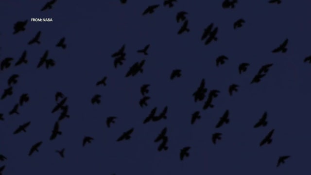 Solar eclipse 2024: How will animals react to the eclipse?