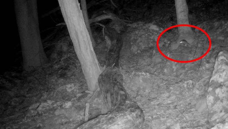 The Allegheny woodrat is pictured in a screenshot from March 2024 footage shared by the U.S. Forest Service - Monongahela National Forest.
