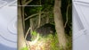 Black bear sightings reported in Bucks, Montgomery counties