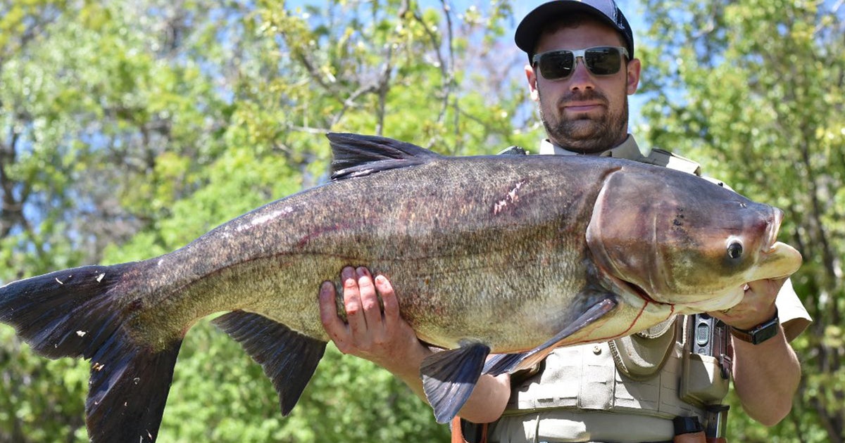Bighead-carp1.jpg?ve=1&tl=1