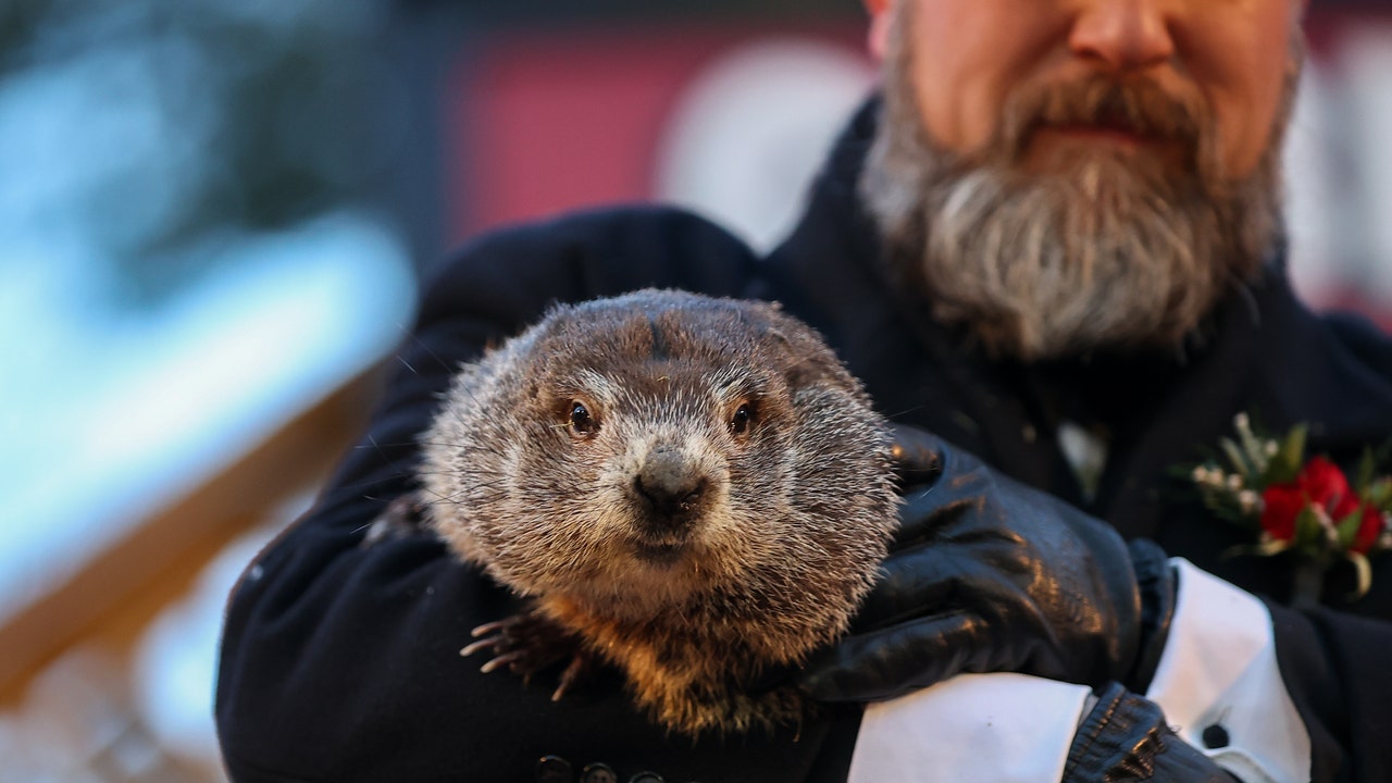 Here's how you can help name Punxsutawney Phil's twin baby groundhogs