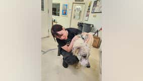 17 underweight, wounded dogs rescued from Coaldale home by PSPCA