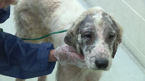17 dogs living in horrific conditions, rescued from Pennsylvania home