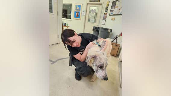 17 underweight, wounded dogs rescued from Coaldale home by PSPCA