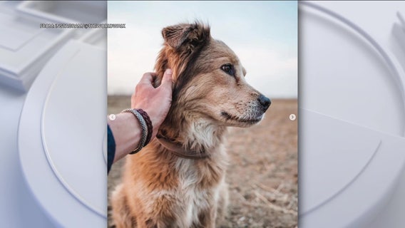 Dog who famously trekked around the world with owner dies: 'I didn't know anything could hurt this much'