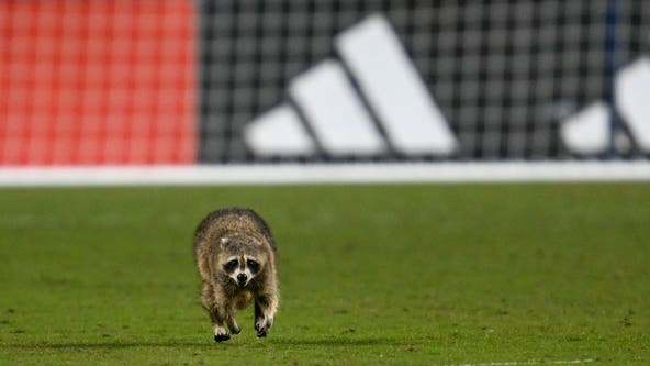 Raccoon storms field at Philadelphia Union game in record-breaking chase