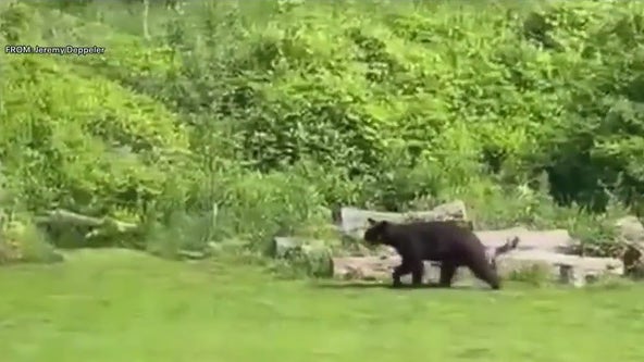 Black bear spotted in Bucks County backyard