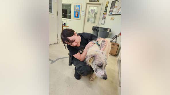 17 underweight, wounded dogs rescued from Coaldale home by PSPCA