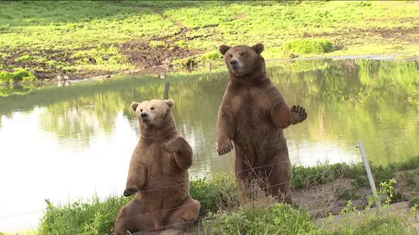 Video: Bear caught waving live on FOX 29's Good Day Philadelphia