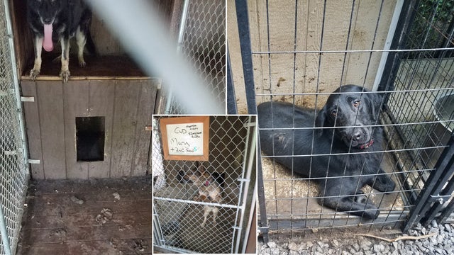 Nearly 30 military, law enforcement K9s rescued from 'Hero Haven' in Pennsylvania