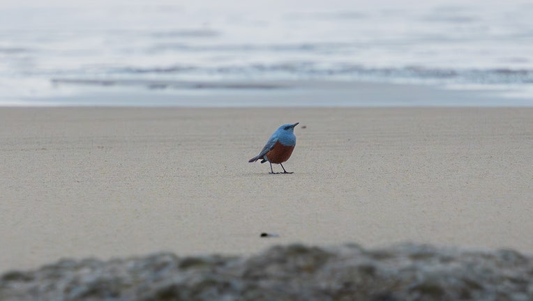 rare blue thrush bird