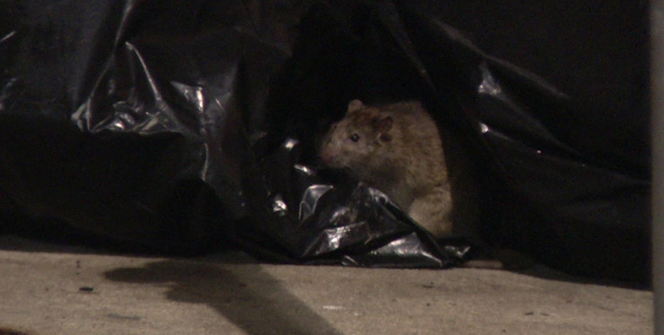 Rat infestation in South Philadelphia causes thousands of dollars in car damages