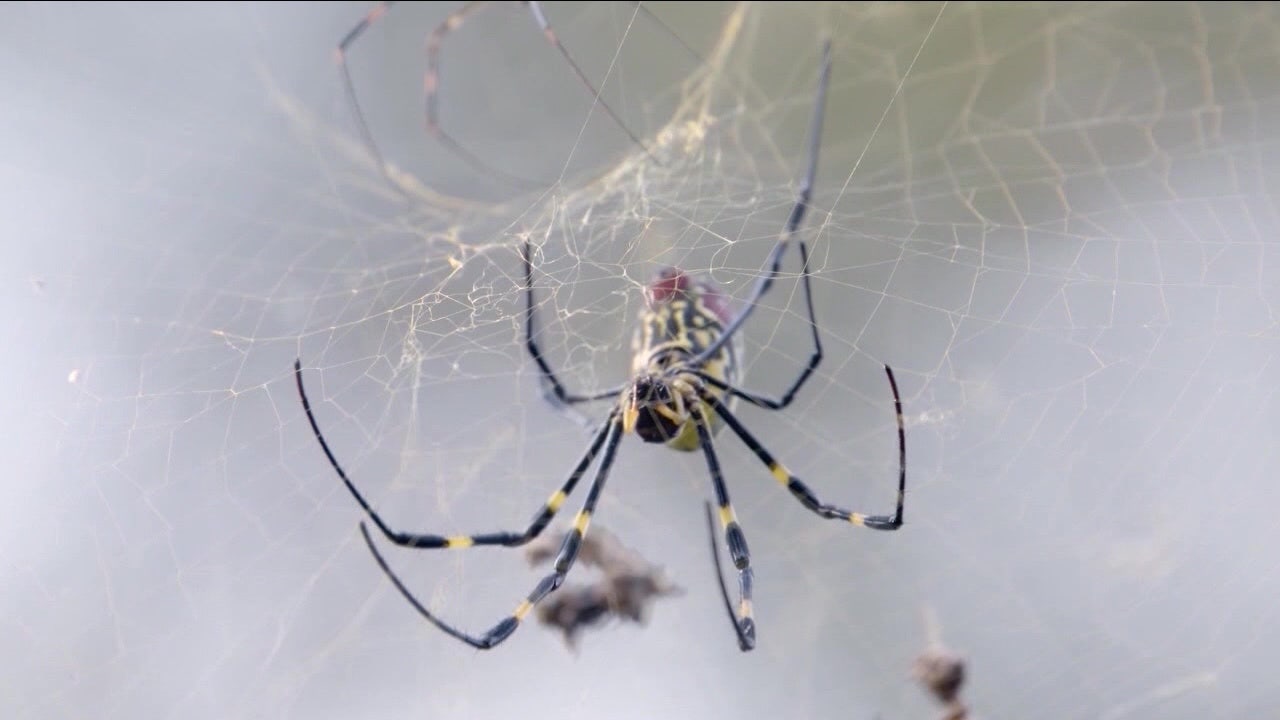Giant, venomous flying spiders expected to invade New Jersey this summer
