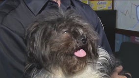 Stray dog wandering Philly streets finds forever family in 'heart of gold' firefighter