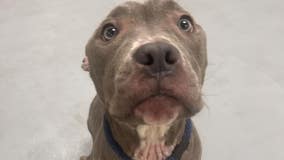 $10 adoptions: ACCT Philly asks for urgent help as shelter hits max capacity