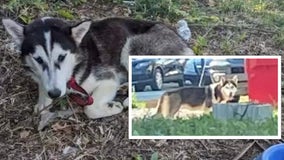 Dog left in scorching heat for over 8 hours dies as Chester animal control officer role remains vacant