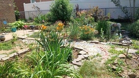 Philadelphia heat wave: Caring for lawn, plants as heat wears on