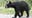 Bear killed in crash after multiple sightings around Delaware: police