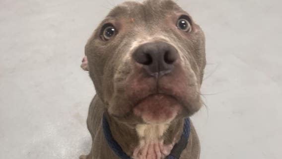 $10 adoptions: ACCT Philly asks for urgent help as shelter hits max capacity