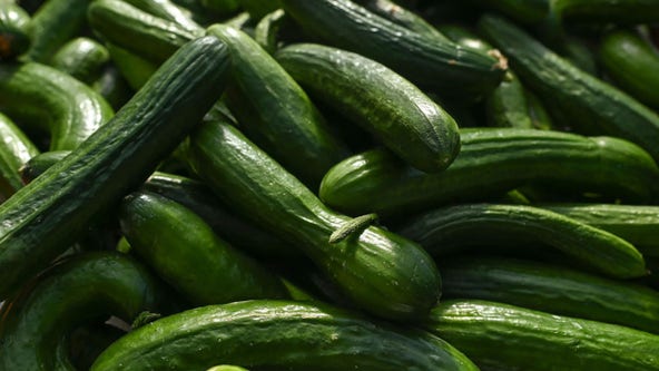 Cucumbers recalled in 14 US states over Salmonella concerns