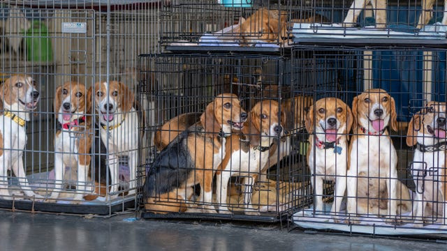 Beagle breeder in Virginia fined $35M after 4,000 dogs rescued