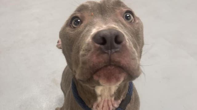 $10 adoptions: ACCT Philly asks for urgent help as shelter hits max capacity