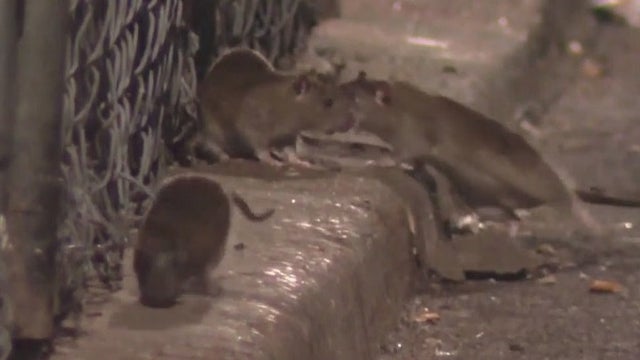 Getting rid of rats in South Philly: Residents hope for solutions as officials see the problem