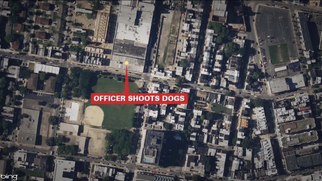 Officer fatally shoots 2 dogs after 18-year-old woman attacked in West Philly: police