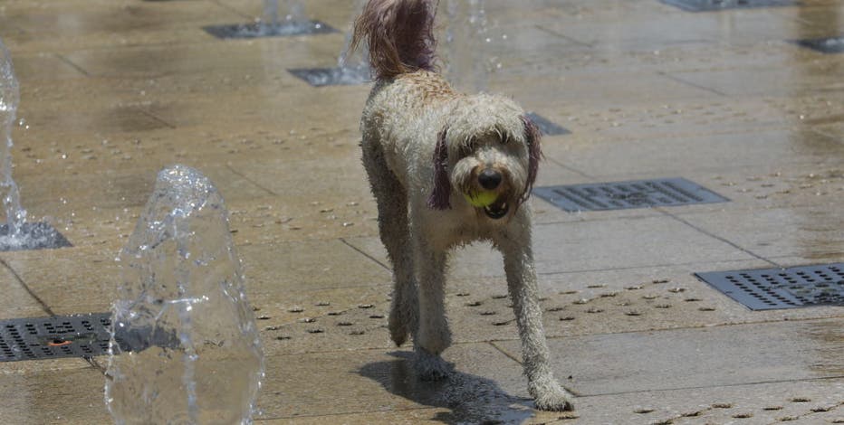 Philadelphia heat wave: Here's how to keep your pets safe