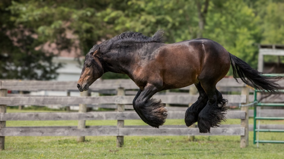 3.-HORSE-CATEGORY-WINNER__Debby-Thomas_I-think-I-saw-a-mouse.jpg