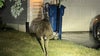 Emu spotted wandering Bucks County neighborhood as police look to reunite it with owner