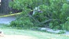 Child, 2, loses arm after large tree branch falls in Montgomery County: police