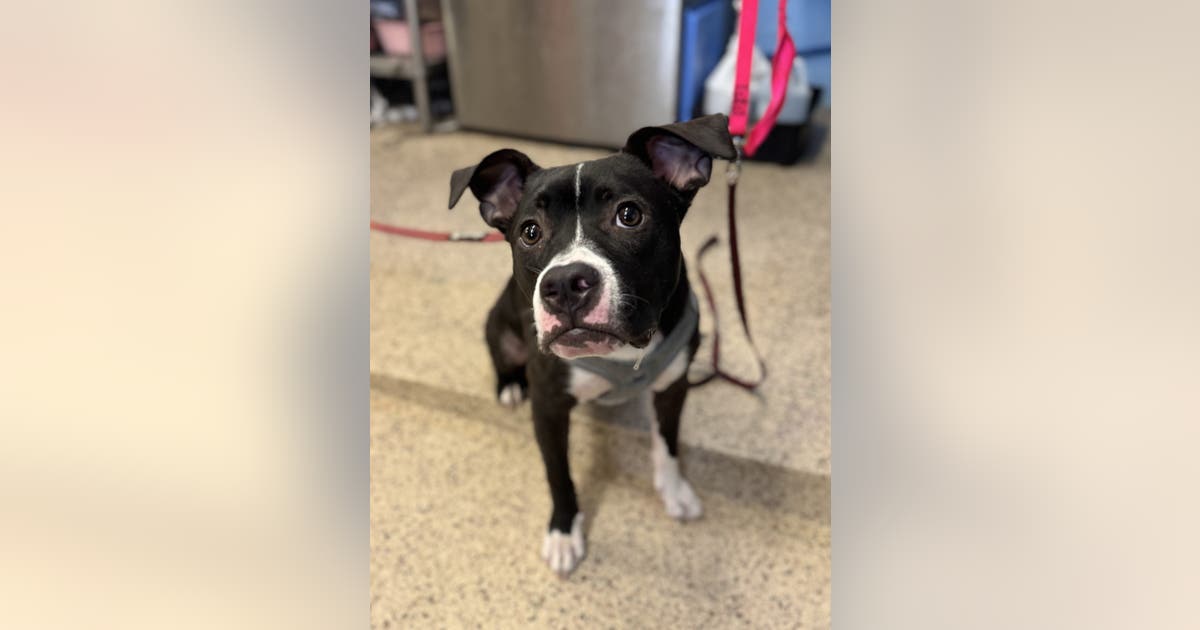Dog rescued by Pennsylvania SPCA after video of abuse goes viral | FOX ...