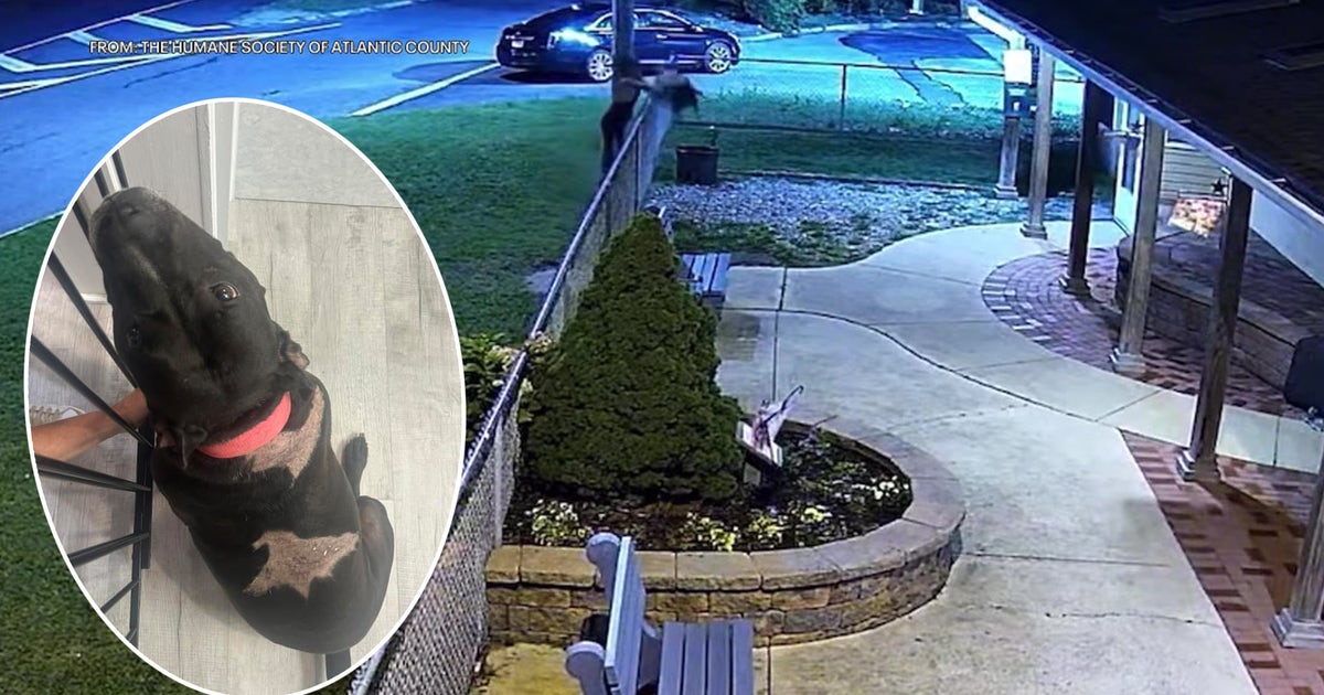 Video: Dog thrown over fence at humane society in NJ | FOX 29 Philadelphia