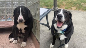 Adopted dog returned 8 years later before finding new forever family