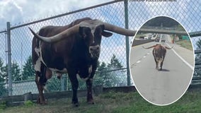 Escaped bull caught running down Pennsylvania highway, stopping by local shops