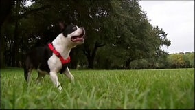 Dog Barking Bill: Controversial bill in Delaware could force owners of loud dogs to pay up