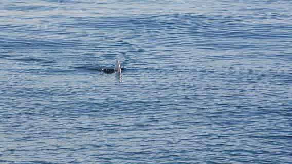 Possible great white shark sighting miles off Atlantic City