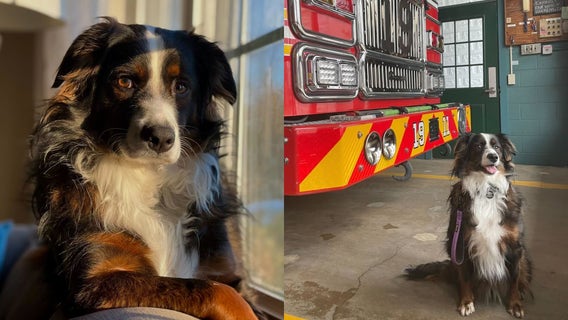 Dog dies in care of NJ groomers, owner arrested on drug charges: police