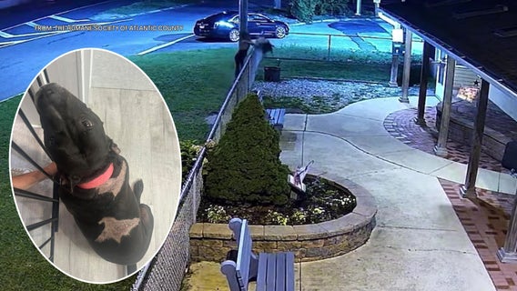 Man throws fourth dog over fence at NJ humane society in heartbreaking video