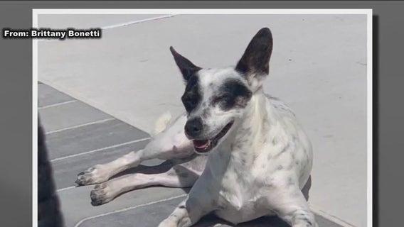 Inside missing pet recovery operation as number of dogs bolting due to fireworks skyrockets