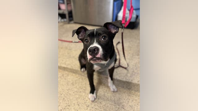 Dog rescued by Pennsylvania SPCA after video of abuse goes viral