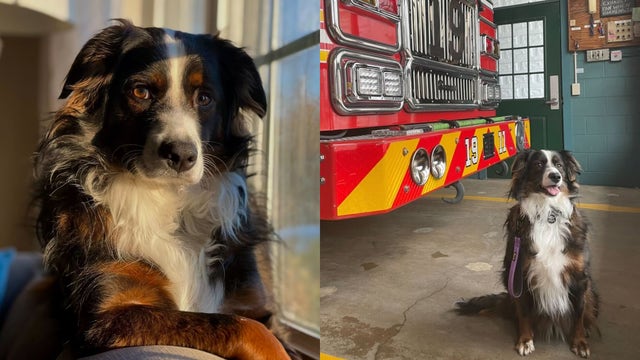 Dog dies in care of NJ groomers, owner arrested on drug charges: police